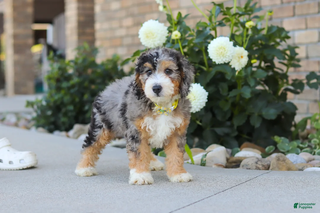 Mini Bernedoodle dogs for sale: Hunter - Ad 2