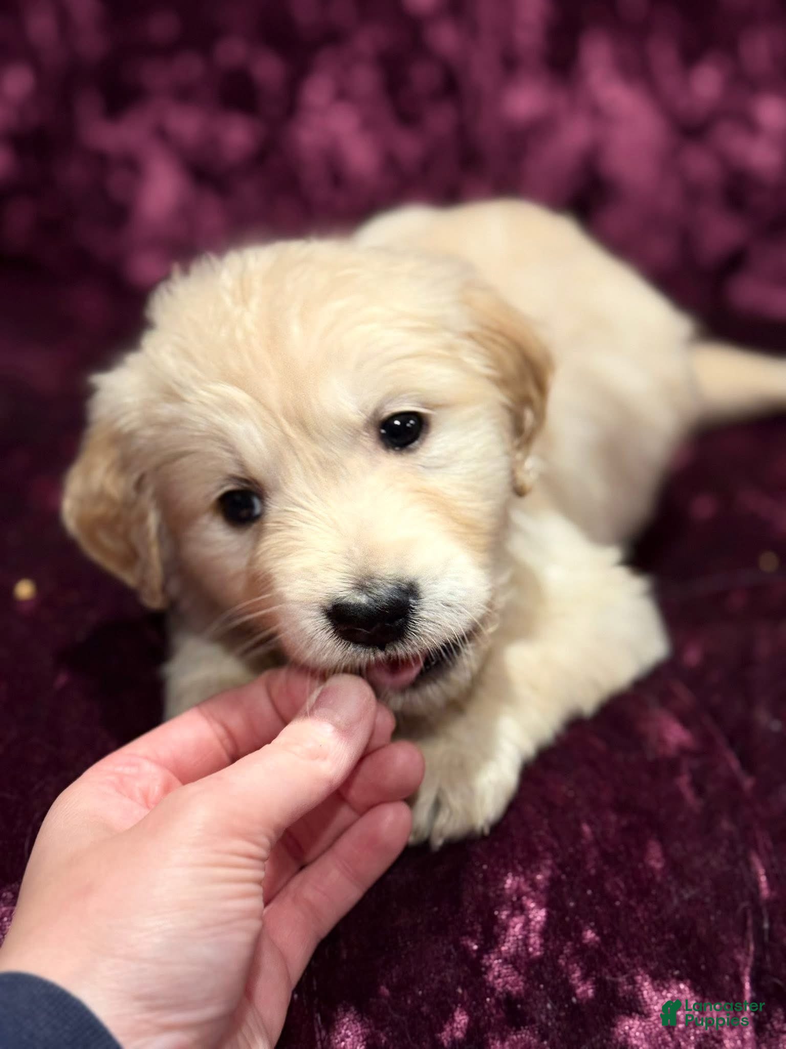 Golden Retriever dogs Lilac - Ad 40