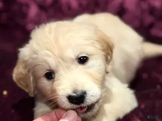 Golden Retriever dogs Lilac - Ad 6