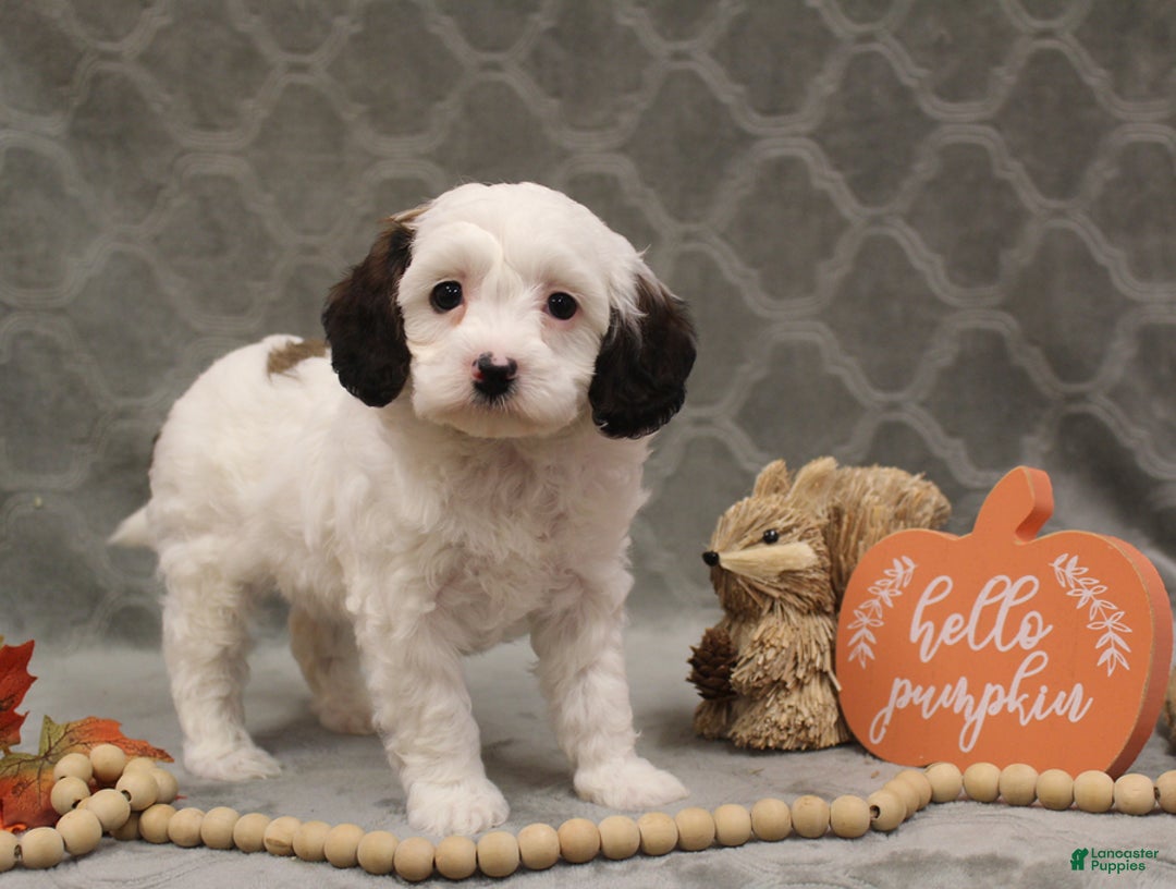 Cavapoo dogs for sale: Cookie - Ad 5