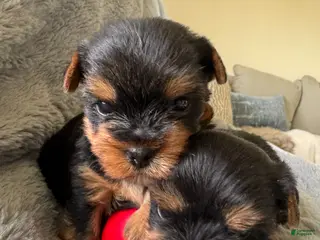 Yorkshire Terrier dogs Yorkshire Terrier Puppy 2 - Ad 12