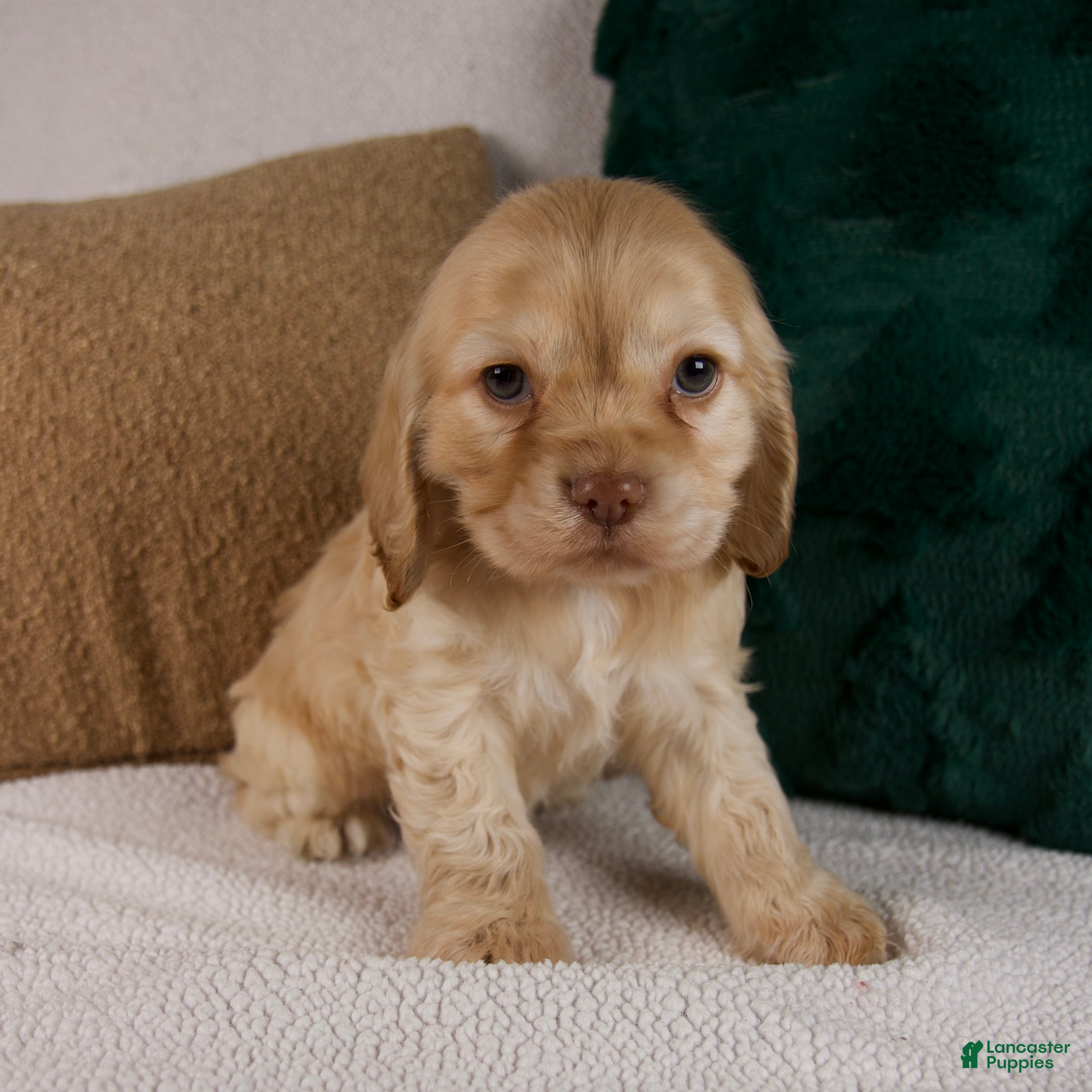 Cocker Spaniel dogs Rambo - Ad 6