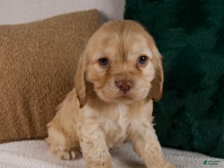 Cocker Spaniel dogs Rambo - Ad 14
