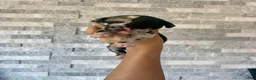 Cane Corso dogs for sale: Sentinel & Soul Tequila: North American Mastiff- Black Merle - Ad 1