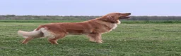 Golden Retriever dogs for sale: LESLIE - Ad 6