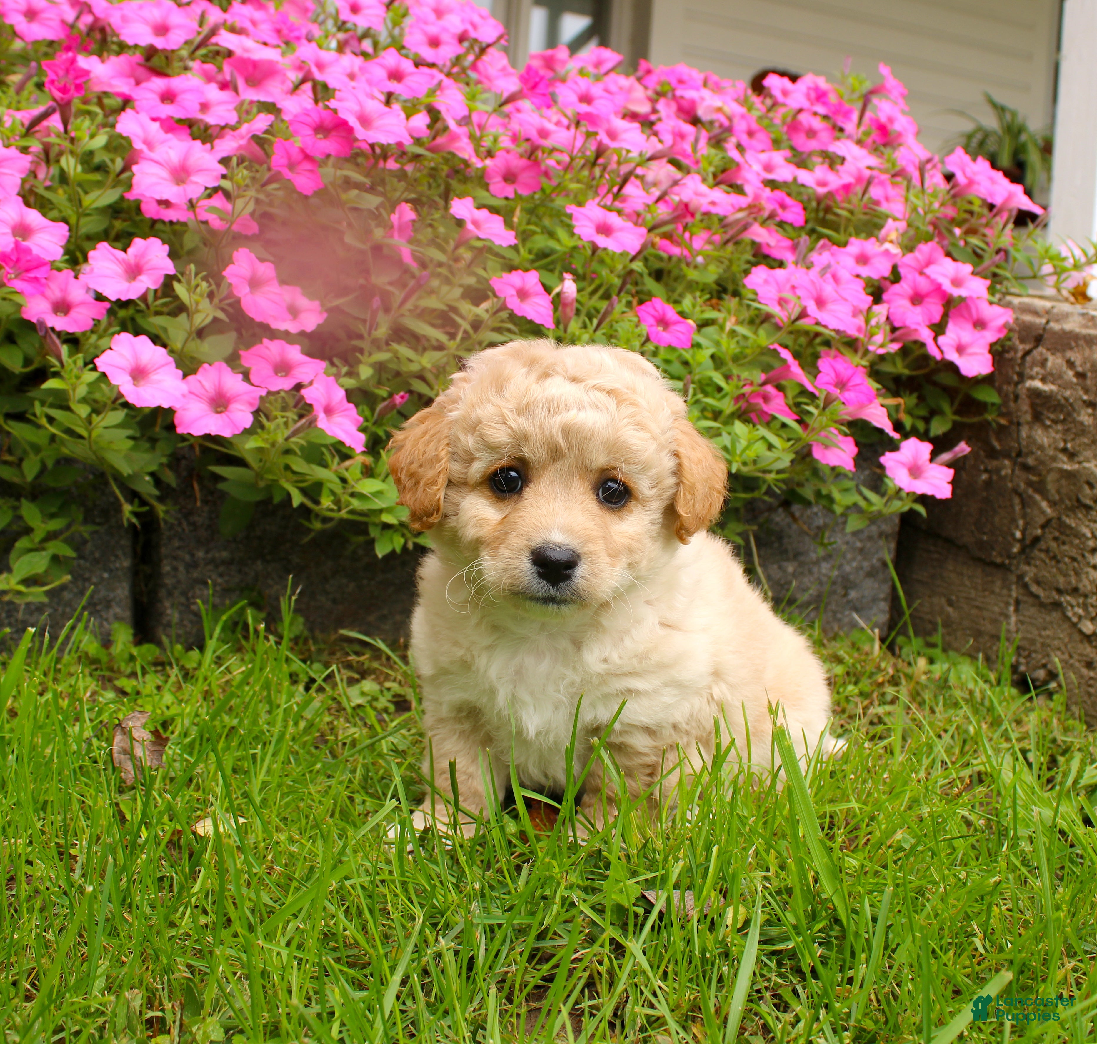 Cavapoochon dogs for sale: Maverick - Ad 1