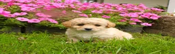Cavapoochon dogs for sale: Maverick - Ad 1