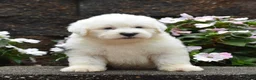 Old English Sheepdog dogs for sale: Muffin - Ad 1