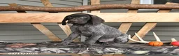 German Shorthaired Pointer dogs for sale: Winchester - Ad 4