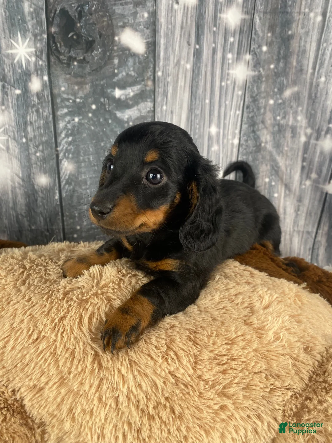 Miniature Dachshund dogs for sale: Willow - Ad 8