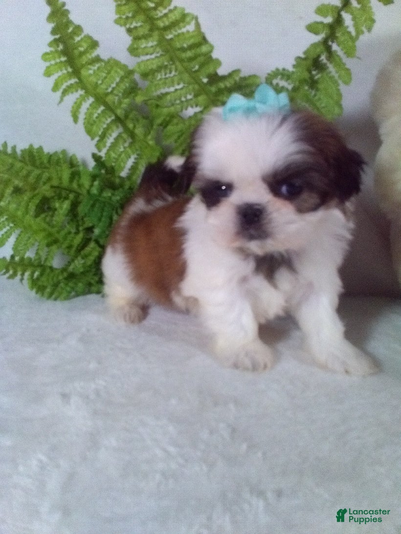 Shih Tzu dogs Bella - Ad 28