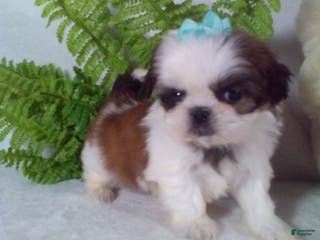 Shih Tzu dogs Bella - Ad 22