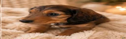 Miniature Dachshund dogs for sale: Stella - Ad 4