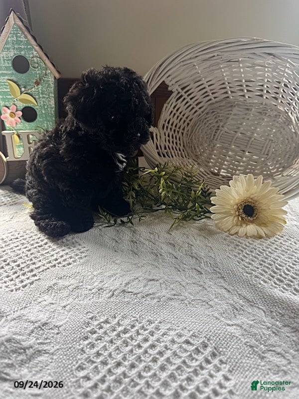 Toy Poodle dogs Tucker - Ad 2