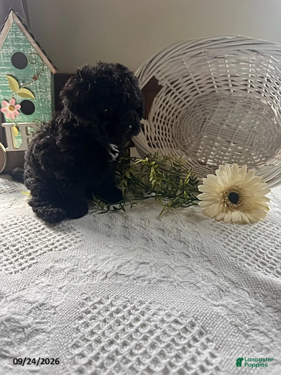 Toy Poodle dogs for sale: Tucker - Ad 2