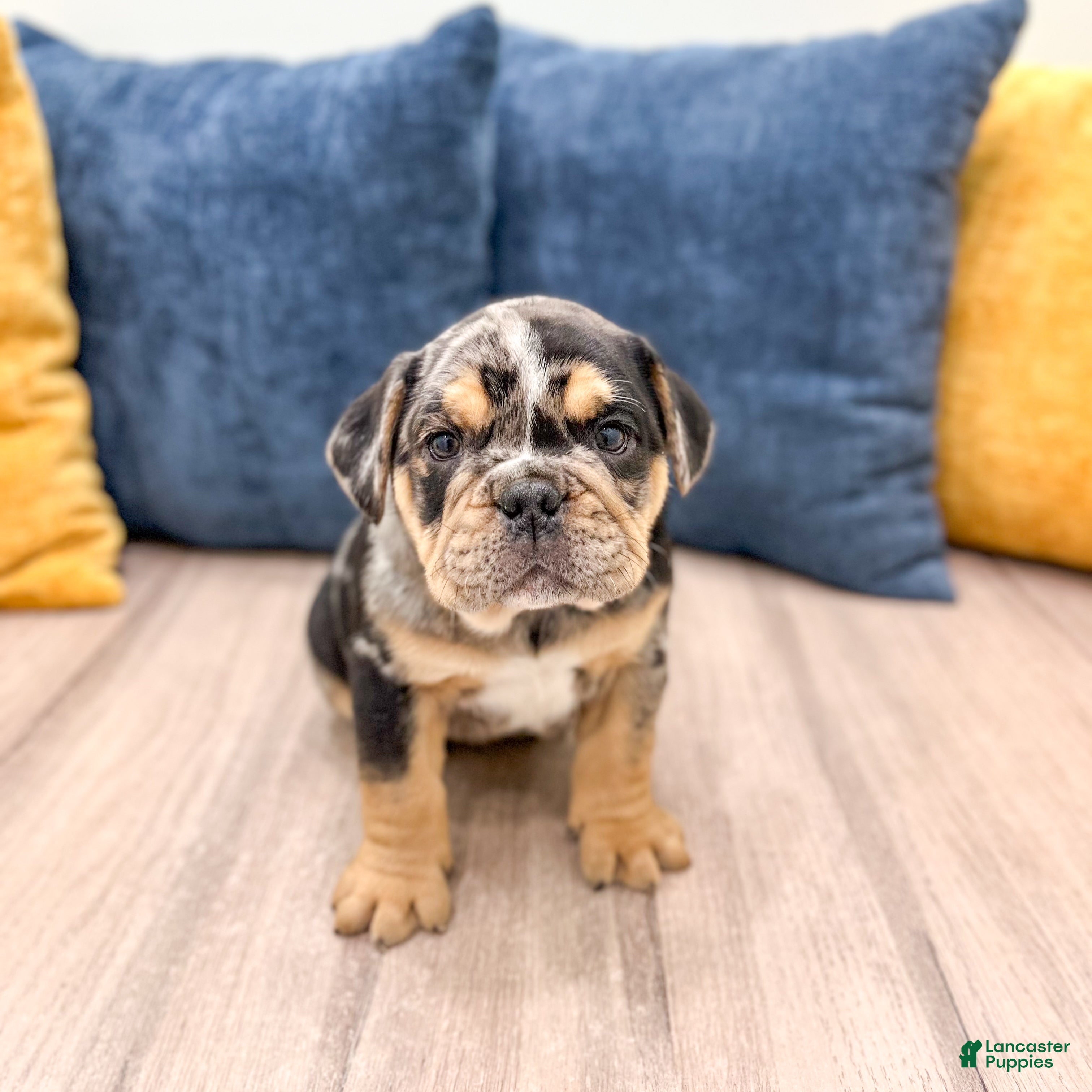 Beabull dogs Prince - Ad 2