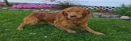 Golden Retriever dogs for sale: Connor - Ad 3