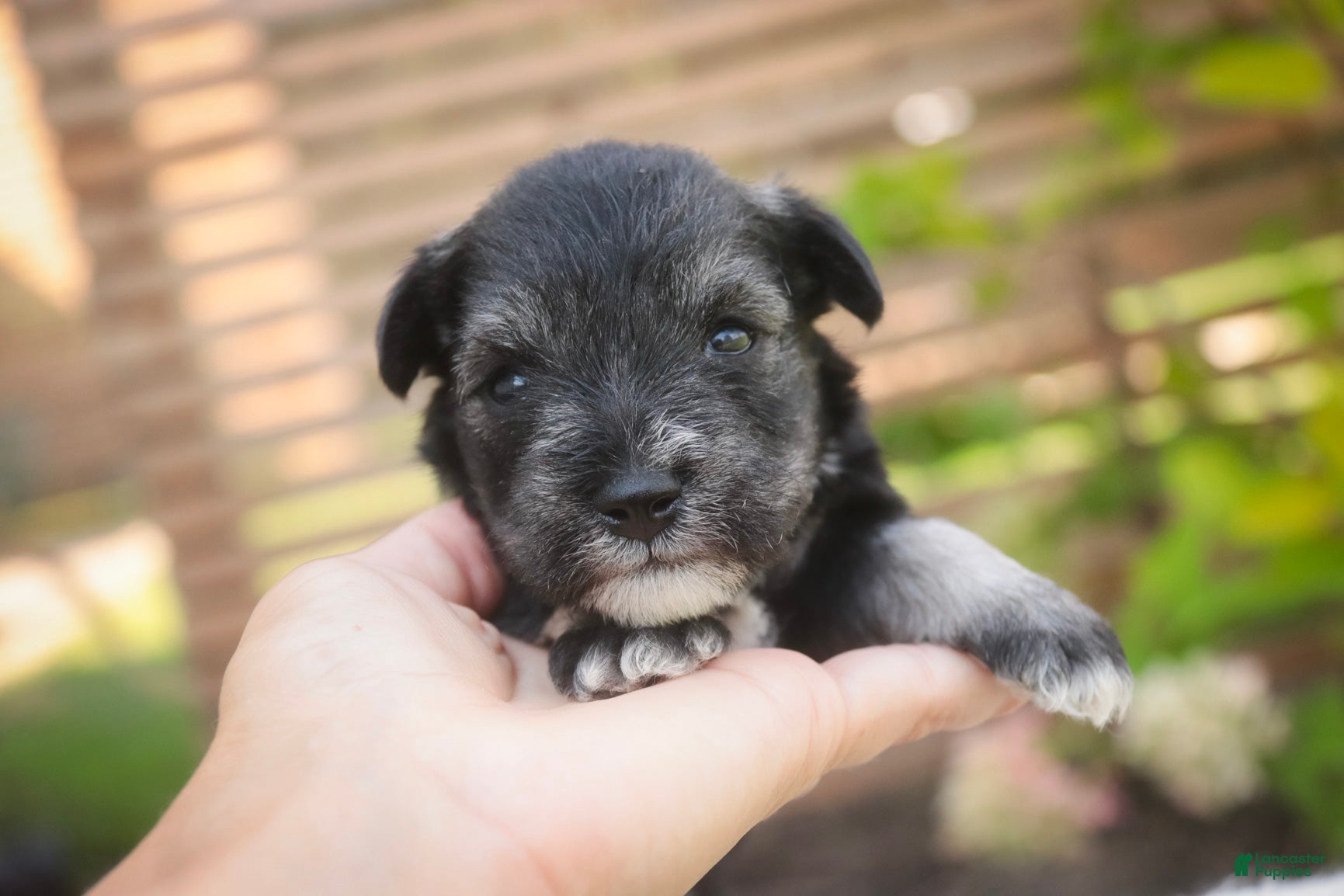 Miniature Schnauzer dogs Annabelle Miniature Schnauzer  - Ad 2