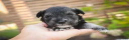 Miniature Schnauzer dogs for sale: Annabelle Miniature Schnauzer  - Ad 2