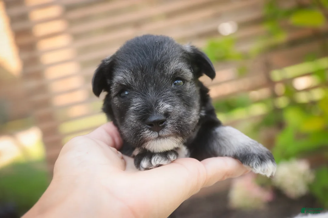 Miniature Schnauzer dogs for sale: Annabelle Miniature Schnauzer  - Ad 2