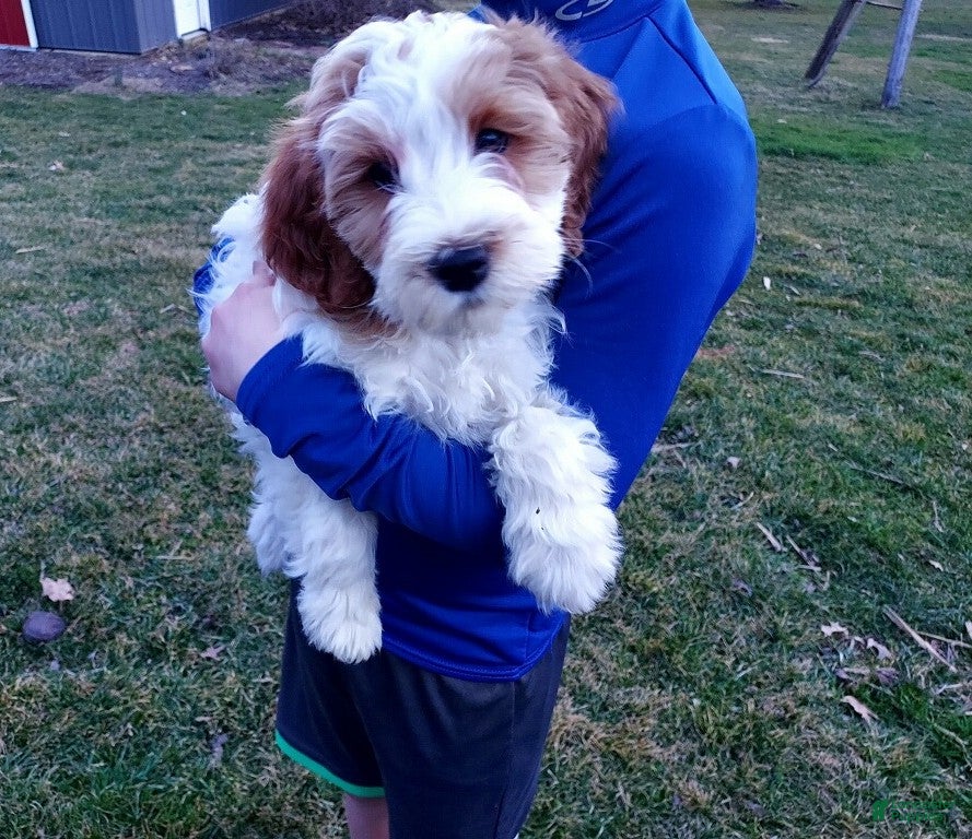 Cavapoo dogs Davie - Ad 17