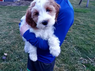 Cavapoo dogs Davie - Ad 17