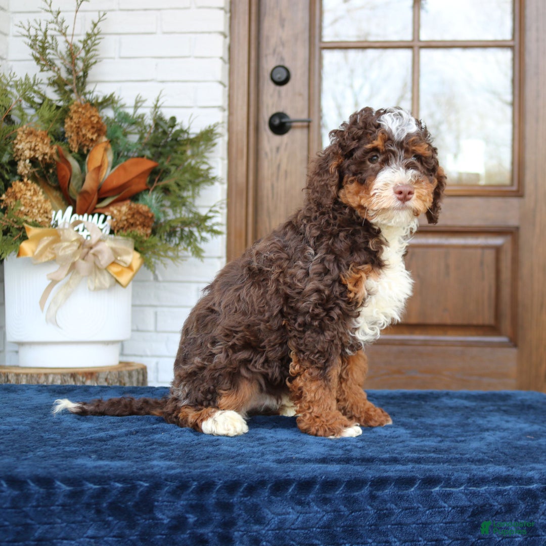 Mini Bernedoodle dogs for sale: Milo  - Ad 4