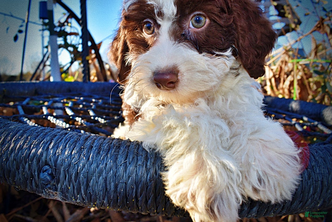 Havapoo dogs for sale: Simba - Ad 3