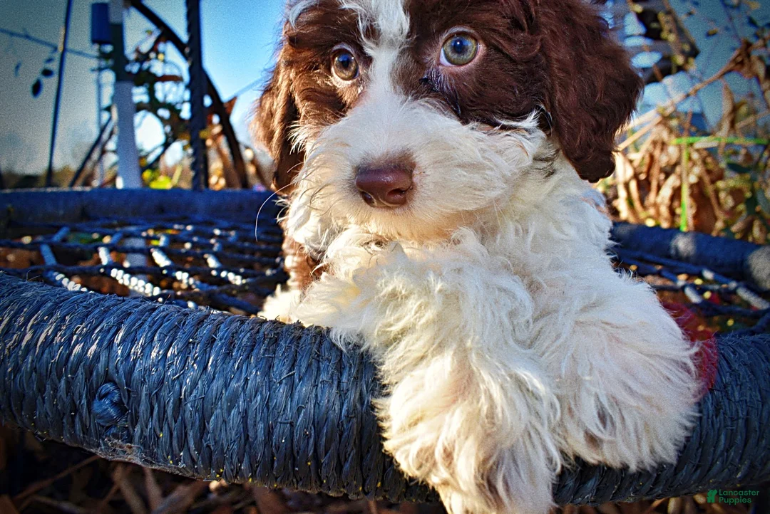 Havapoo dogs for sale: Simba - Ad 4