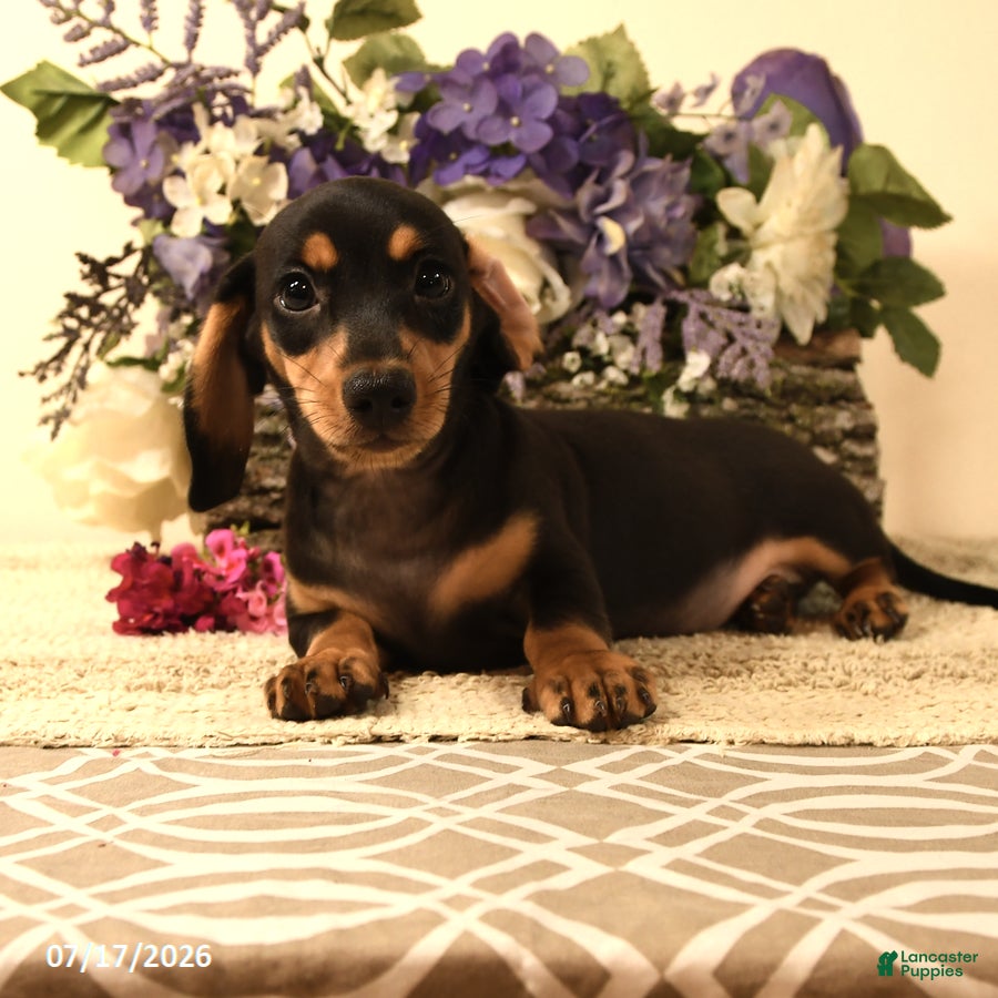 Miniature Dachshund dogs Stevey - Ad 2