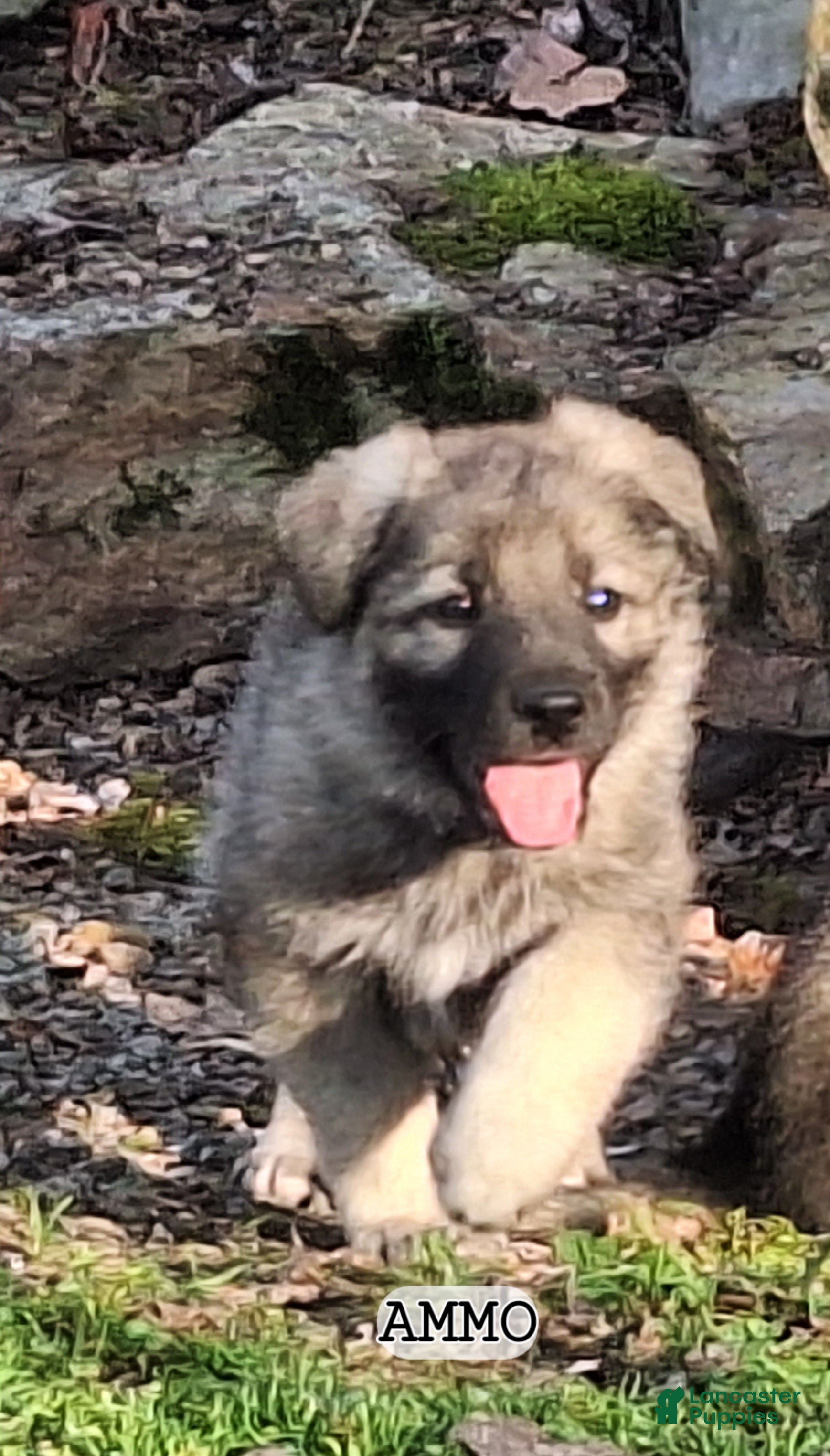 German Shepherd dogs AMMO Silver sable male pup! - Ad 1