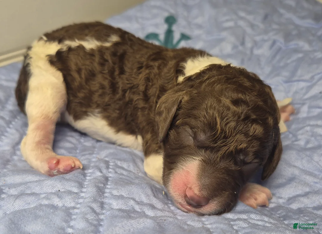 Labradoodle dogs for sale: Kudzu - Ad 1