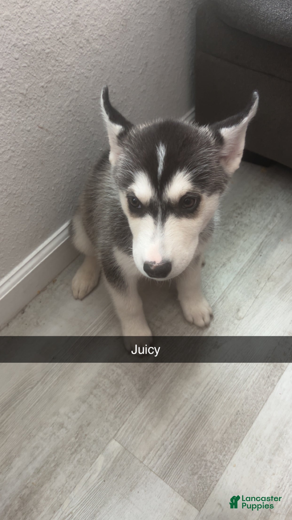 Siberian Husky dogs Siberian Husky Puppy 5 - Ad 7
