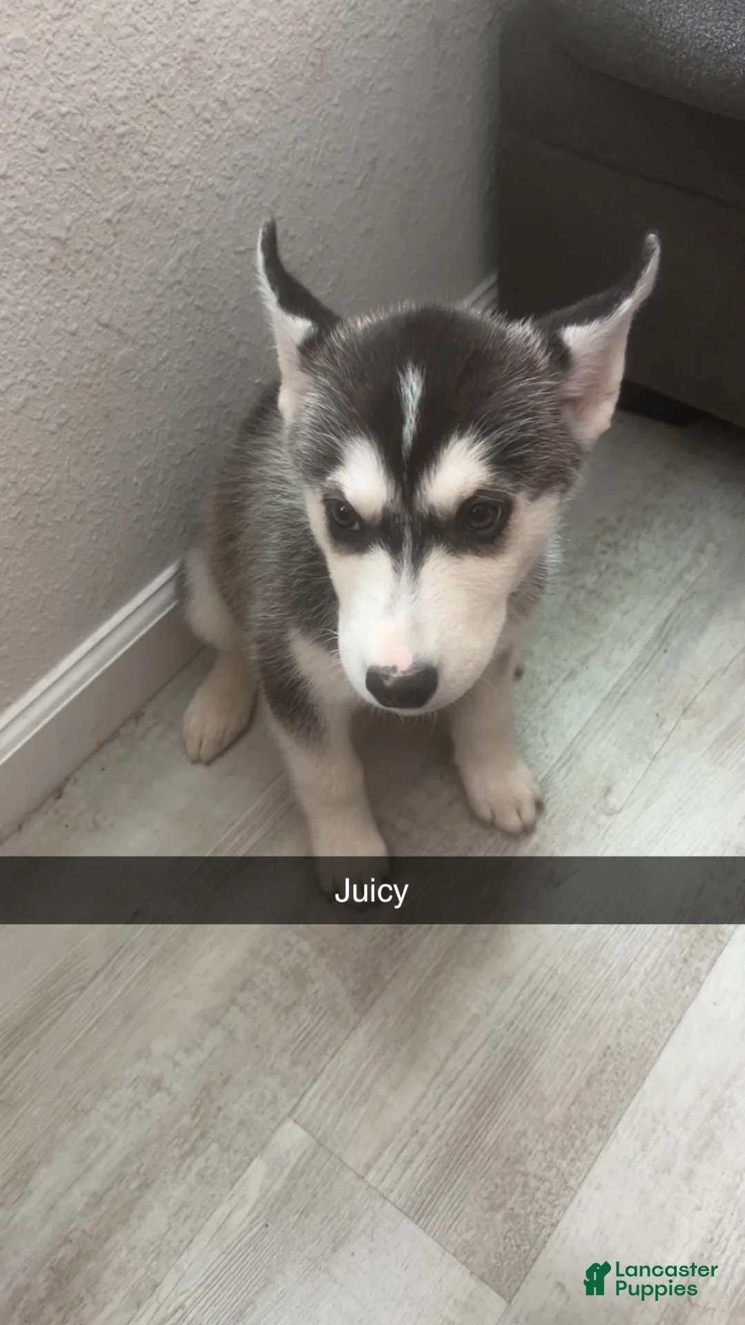 Siberian Husky dogs for sale: Siberian Husky Puppy 5 - Ad 1