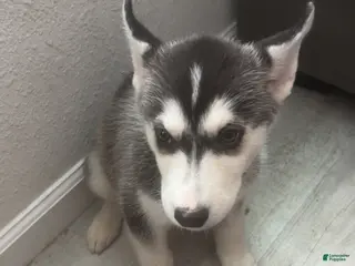 Siberian Husky dogs Siberian Husky Puppy 5 - Ad 7