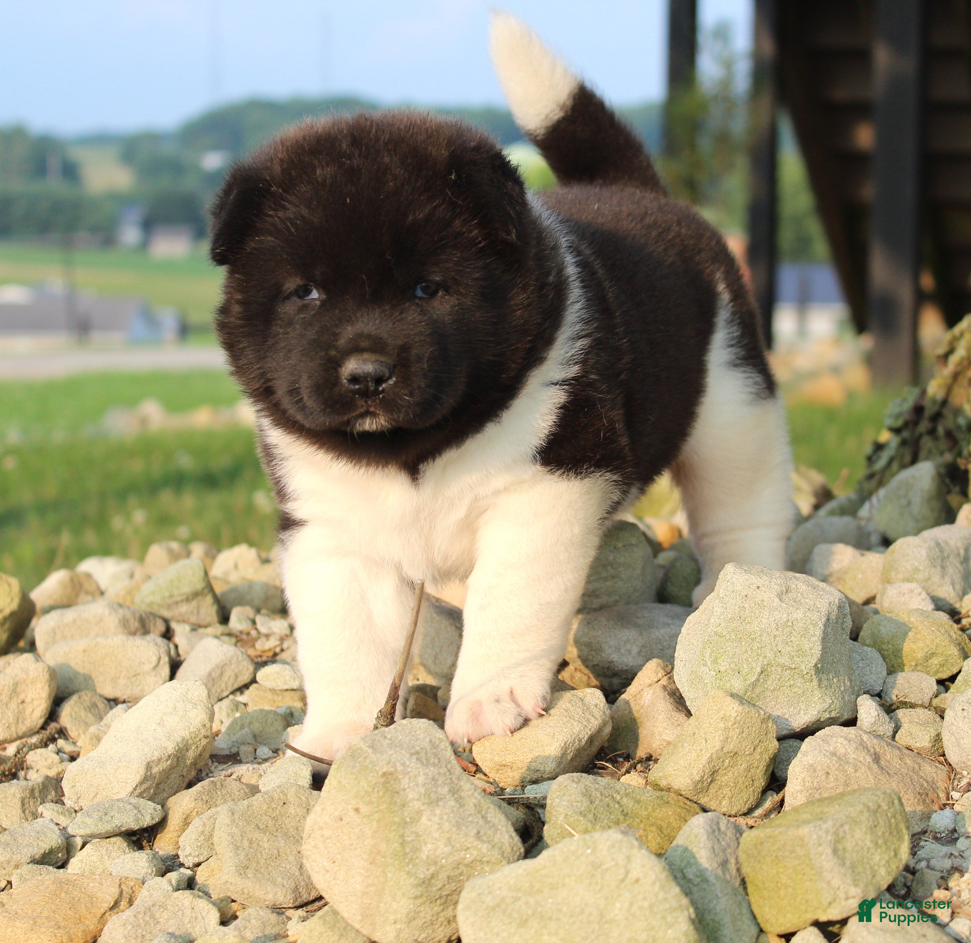 Akita dogs Akita 1 - Ad 2