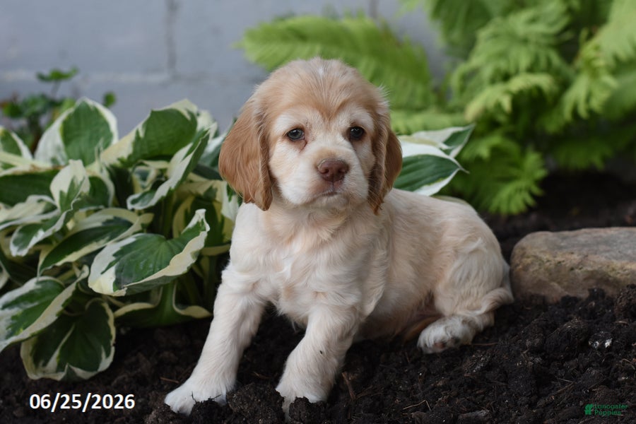 Cocker Spaniel dogs Davie - Ad 2