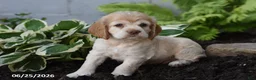Cocker Spaniel dogs for sale: Davie - Ad 2