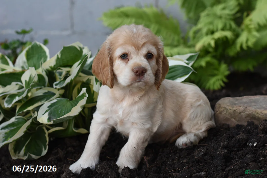 Cocker Spaniel dogs for sale: Davie - Ad 2