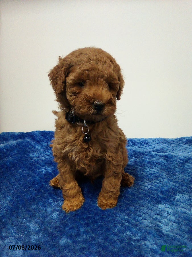 Toy Poodle dogs Carter - Ad 1