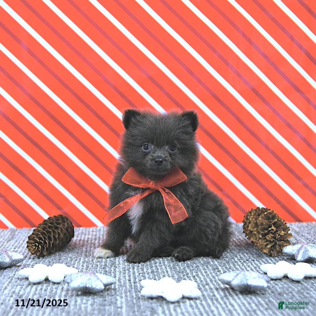 Pomeranian dogs for sale: Lincoln  - Ad 3