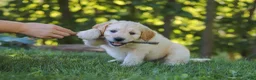 Mixed Breed dogs for sale: Jack - Ad 8