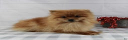 Pomeranian dogs for sale: Pomeranian Puppy 2 - Ad 5