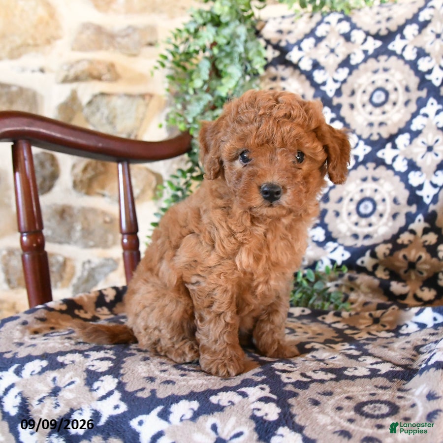 Toy Poodle dogs for sale: Meadow - Ad 4
