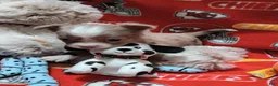 Chihuahua dogs for sale: Blaze  - Ad 2