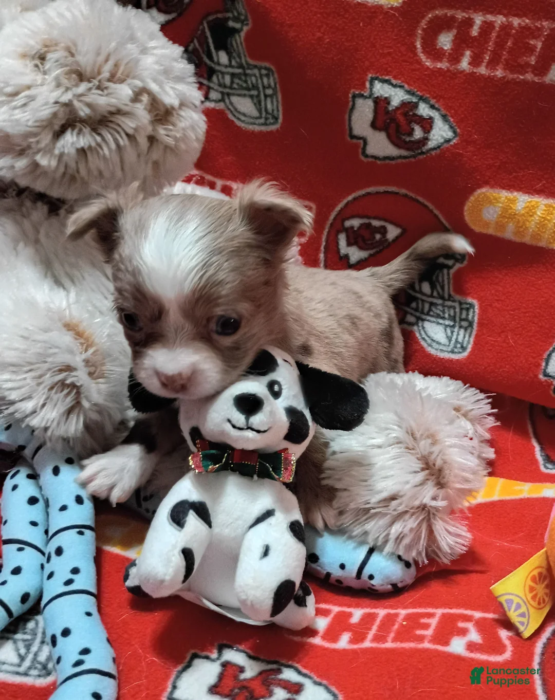 Chihuahua dogs for sale: Blaze  - Ad 2