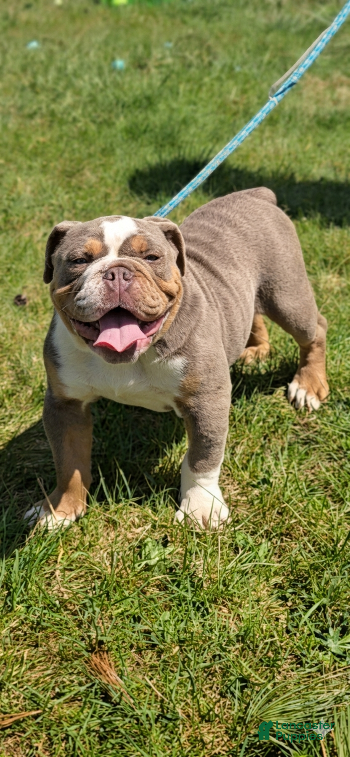 Olde English Bulldogge dogs Olde English Bulldogge Puppy 1 - Ad 1