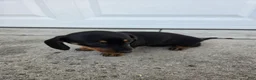 Dachshund dogs for sale: Poppy - Ad 8
