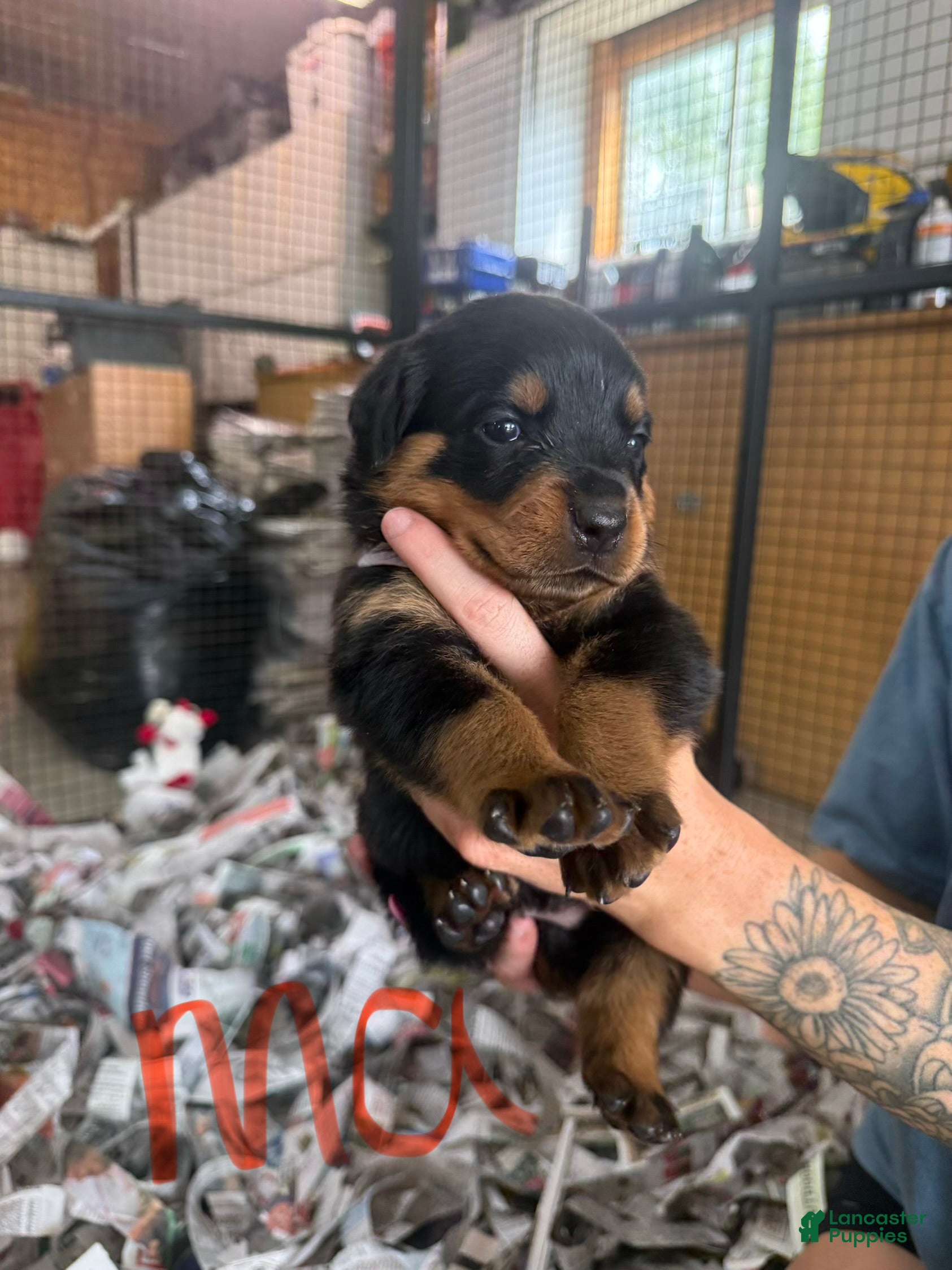 Rottweiler dogs Rottweiler 6 - Ad 10