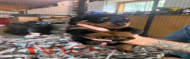 Rottweiler 6